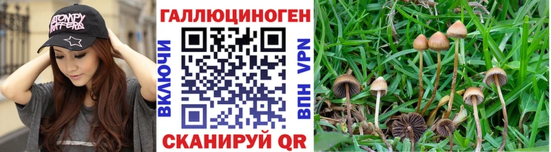 Галлюциногенные грибы Psilocybine cubensis  Купить  Ачхой-Мартан 